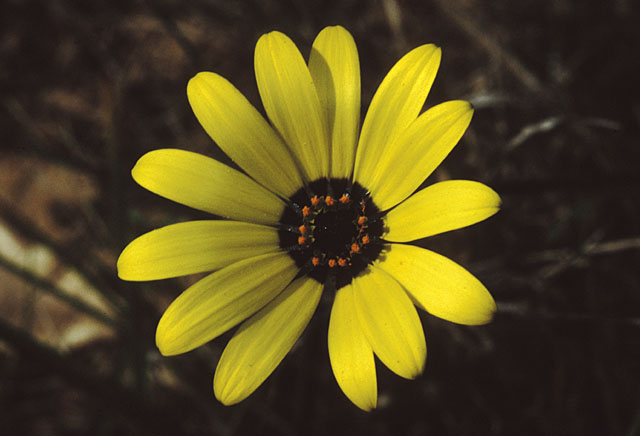 2003 03 12 macro fr12 yellow flower