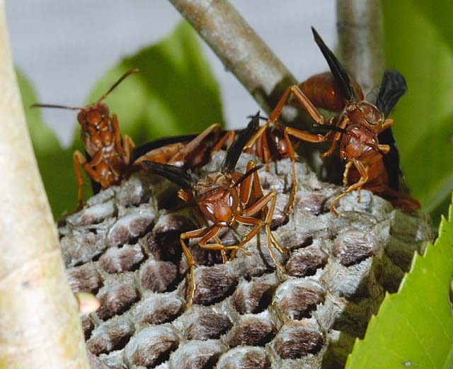 wasps and hornets. Wasp or Hornet Stings