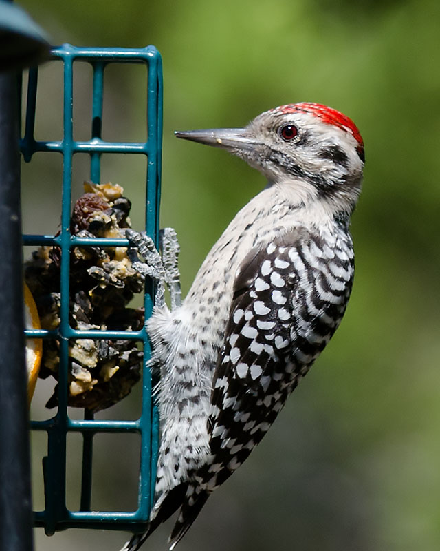 Woodpecker Pictures from Texas