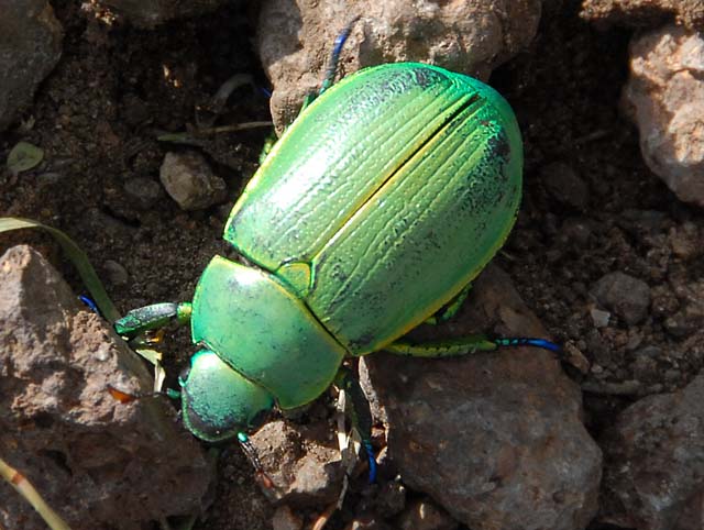 Pictures Of Scarab - Free Scarab pictures 