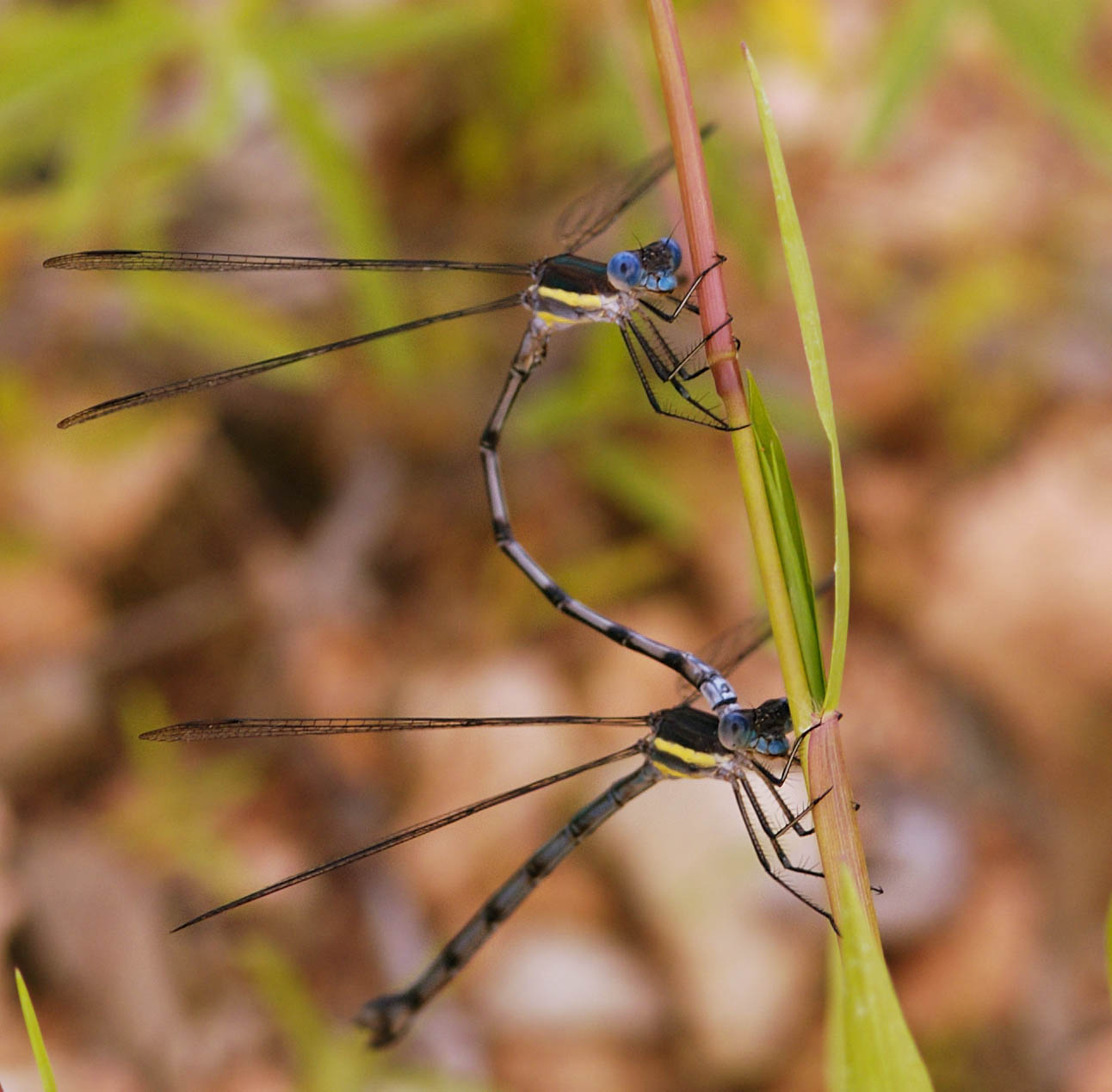 Pictures+of+dragonflies+mating