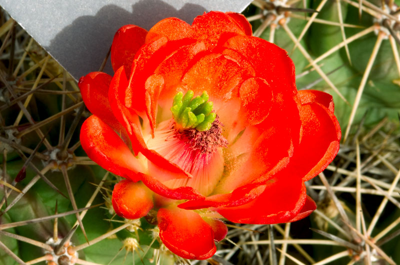 Cactus Flower from March 2009, Color Reference Working Copy